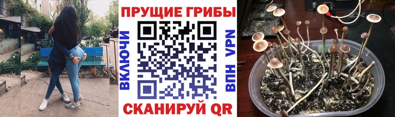 Псилоцибиновые грибы Psilocybe Невель